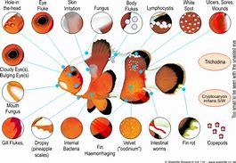 Fish Parasites に対する画像結果