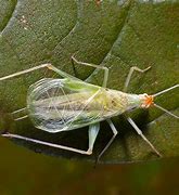 Image result for Tree Cricket