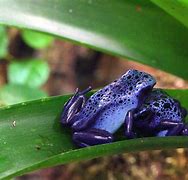 Image result for Blue Frog Eyes