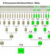 Image result for X Chromosome Inheritance Chart