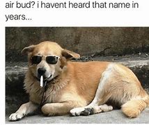 Image result for Cool Puppy Meme