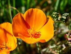Image result for Orange Wildflowers
