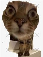 Image result for Confused Cat Meme 32X32 Pixel