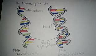 Image result for RNA Drawing