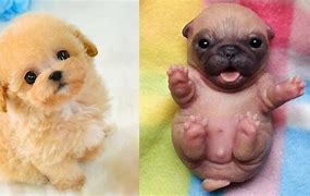 Image result for Babies Dogs Just Chillin