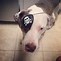 Image result for Dog Eye Patch