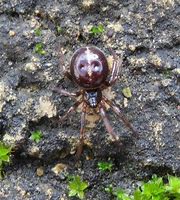 Image result for Steatoda