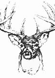 Image result for Whitetail Deer Jaw Set