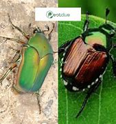 Image result for Difference Between Beetle and Bug