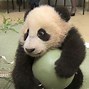 Image result for Baby Panda Sleeping