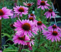 Image result for Echinacea purpurea Little Magnus ®