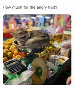 Image result for Orange Fruit Cat Meme