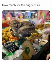 Image result for Fruit Cat Meme