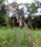 Image result for Bouteloua curtipendula