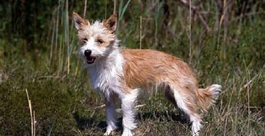 Image result for Portuguese Podengo Wirehaired Pequeno