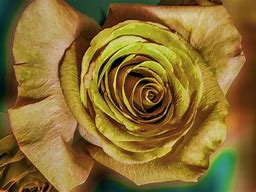 Image result for Show Me a Gold Rose