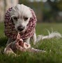 Image result for Feeding Your Dog Raw Food