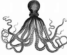 Image result for Vintage Octopus Clip Art