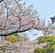 Image result for Osaka Japan Famous Places