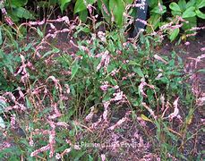 Persicaria amplexicaulis Pink Elephant ® に対する画像結果