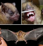 Image result for Bat Speecies