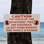 Image result for Manchineel Tree On St. Thomas