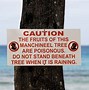 Image result for Manchineel Whole Tree