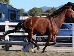 Image result for Thoroughbred Horse Pedigree