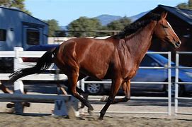 Image result for Thoroughbred Stud