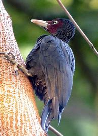 Image result for Mulleripicus Picidae