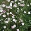 Image result for Gypsophila Rosenschleier