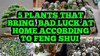 Image result for Bad Luck Plants