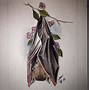 Image result for Fruit Bat Drawings Easy