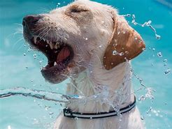 Image result for Stay-Cool Pet
