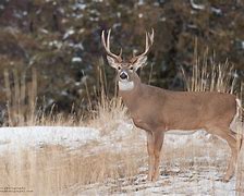 Image result for Friendly Backyard Whitetail Deer