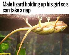 Image result for Leonard The Lizard Meme