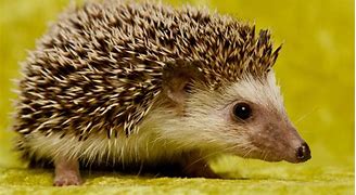Image result for Hedgehog Background