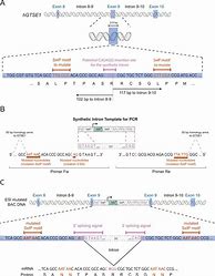 Image result for Bacterial Artificial Chromosome