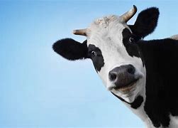 Image result for Funny Dairy Cow Pics