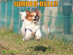 Image result for Dinner Bell Meme
