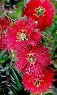 Image result for Arizona Plant Blooms Pink Flowers