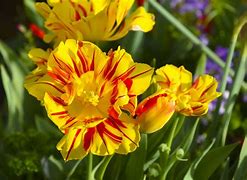 Image result for Yellow Red Fade Colors