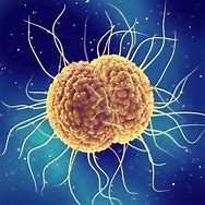 Image result for Neisseria Gonorrhoeae