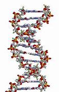 Image result for Crossing Over DNA