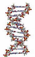 Image result for DNA Evolution
