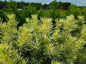 Image result for Roman Candle Podocarpus Plant