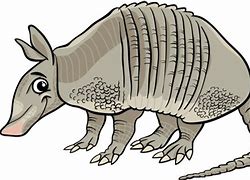 Image result for Armadillo Funny Pic