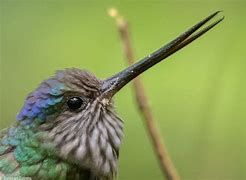 Image result for Androdon Trochilidae