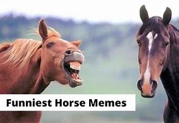 Image result for Beautiful Horse Meme
