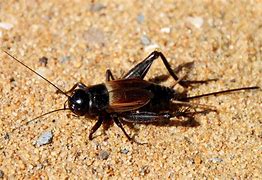 Image result for Brush Cricket Insect
